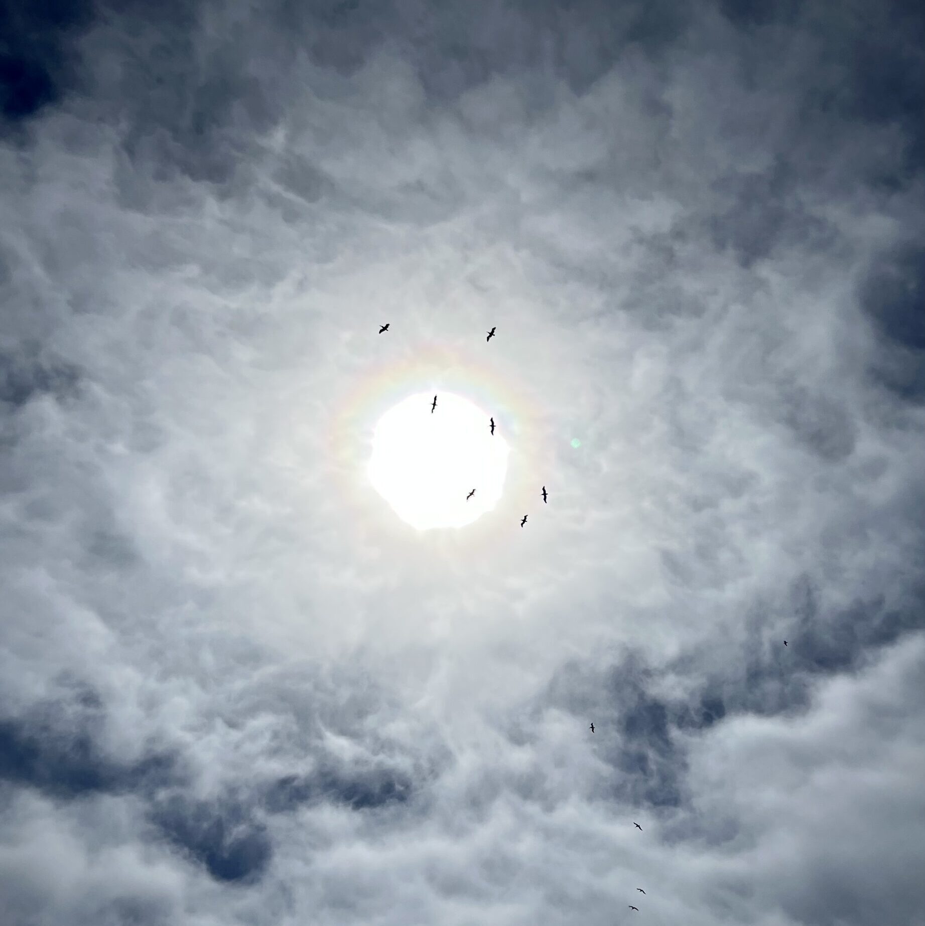 Sun shining through an overcast sky with birds silhouetted around it. #ADHD #ADHDCOACHING #LIFECOACHING #COACH #SFBAYAREA #BAYAREA #BAYAREAADHDCOACH
